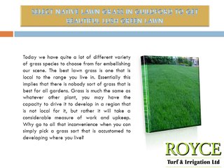 Select Native Lawn Grass in Guildford to get Beautiful Lush Green Lawn