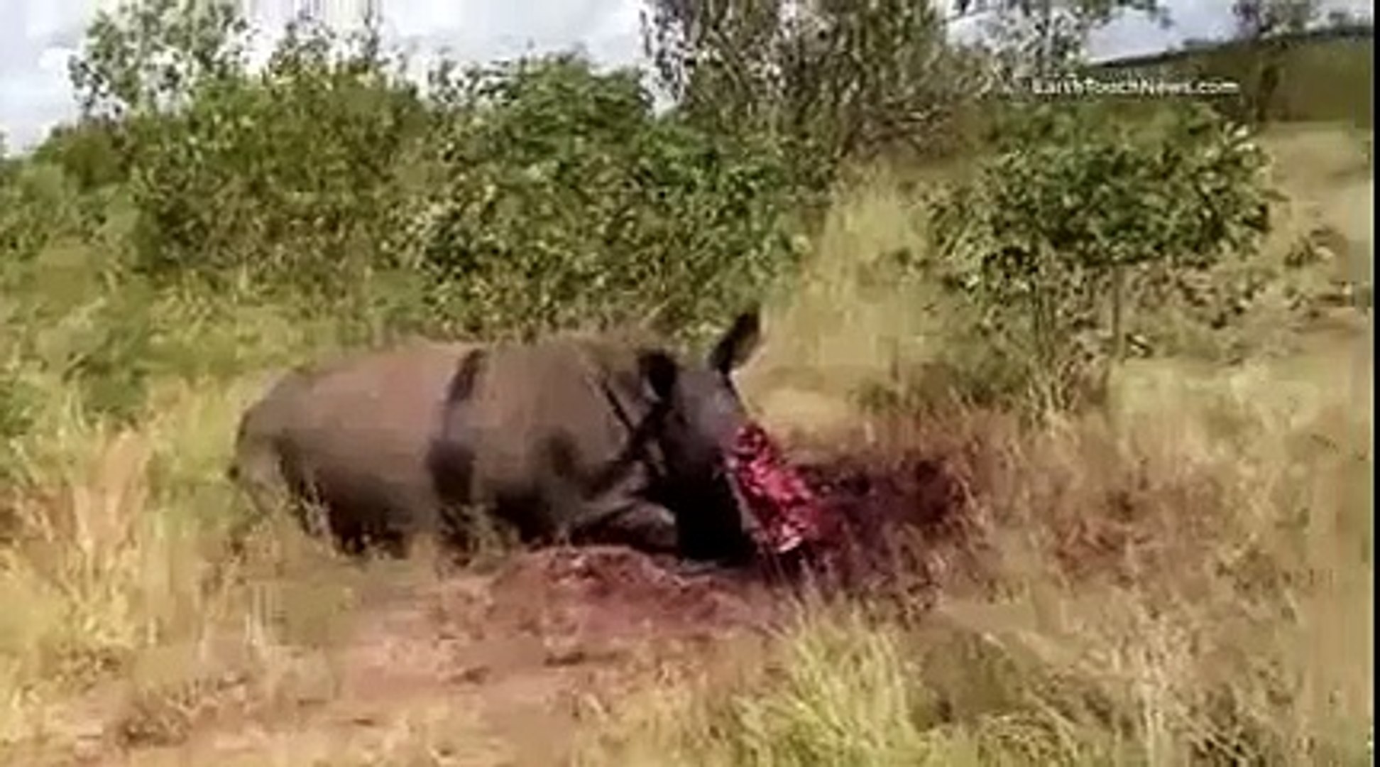 Rhinocéros : le moment d'agir, c'est maintenant !