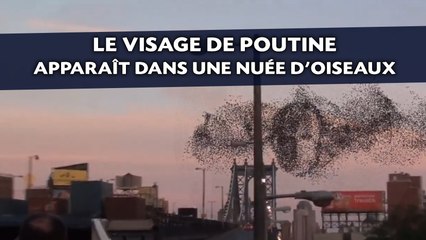 Download Video: Une télé russe voit le visage de Poutine dans une nuée d'oiseaux