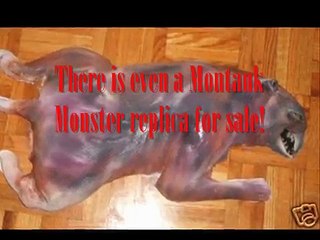 The summer of cryptid crazyness