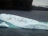 Chinstrap Penguins at iceberg in Antarctica