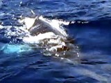 Close encounter with a humpback whale