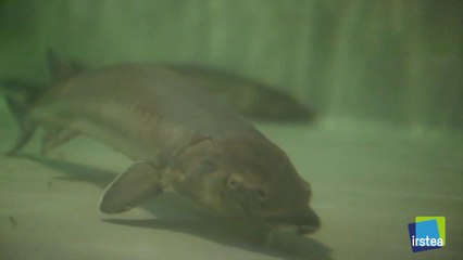 [Recherche] Pour la conservation et la restauration de l'esturgeon européen