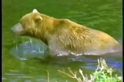 Male Brown Bear Kills Bear Cub And Eats It Up