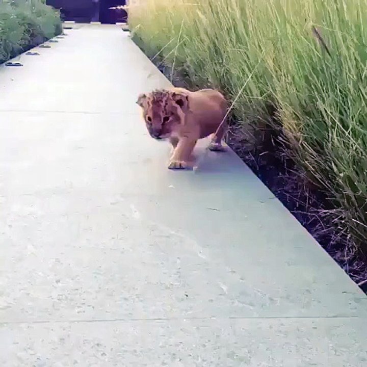 un bébé lion magnifique