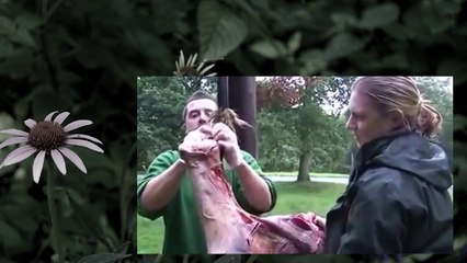 ライオンが生肉を食らう！