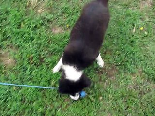 Patok et son jeu préféré avec son jouet favori