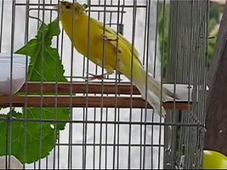 Canário Belga - Valderrama (topete) II