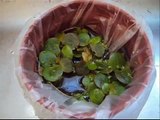 Como desinfectar y limpiar plantas acuáticas?