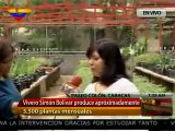 Venezuela: Vivero Simón Bolívar produce aproximadamente 3.500 plantas mensuales