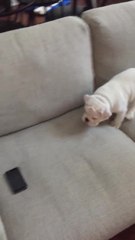 Puppy adorably stalks his "prey"