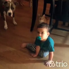 Pit Bull discovers harsh truth about laser pens