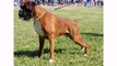Dogs Animal Boxer - Best Dog Breeds Videos