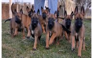 Funniest Dog - Belgian Malinois Puppies and Dogs Animal