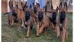 Funniest Dog - Belgian Malinois Puppies and Dogs Animal