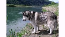 Best Dog Alaskan Malamute - Animal Dog Videos