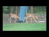 Vicious Attack Dachshund Chases Deer