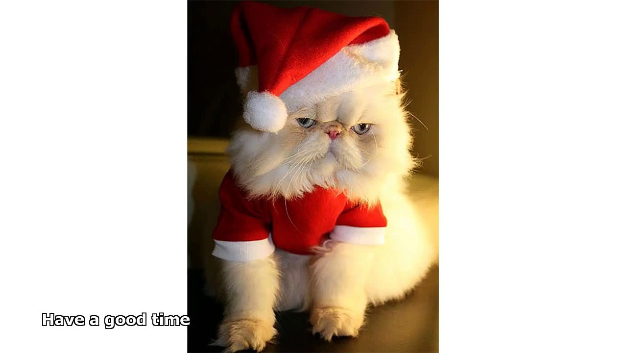 funny christmas animal pictures