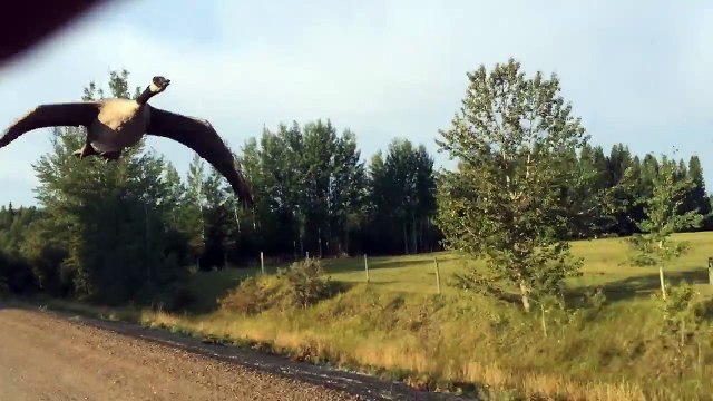 Diriger une oie sauvage avec son camion