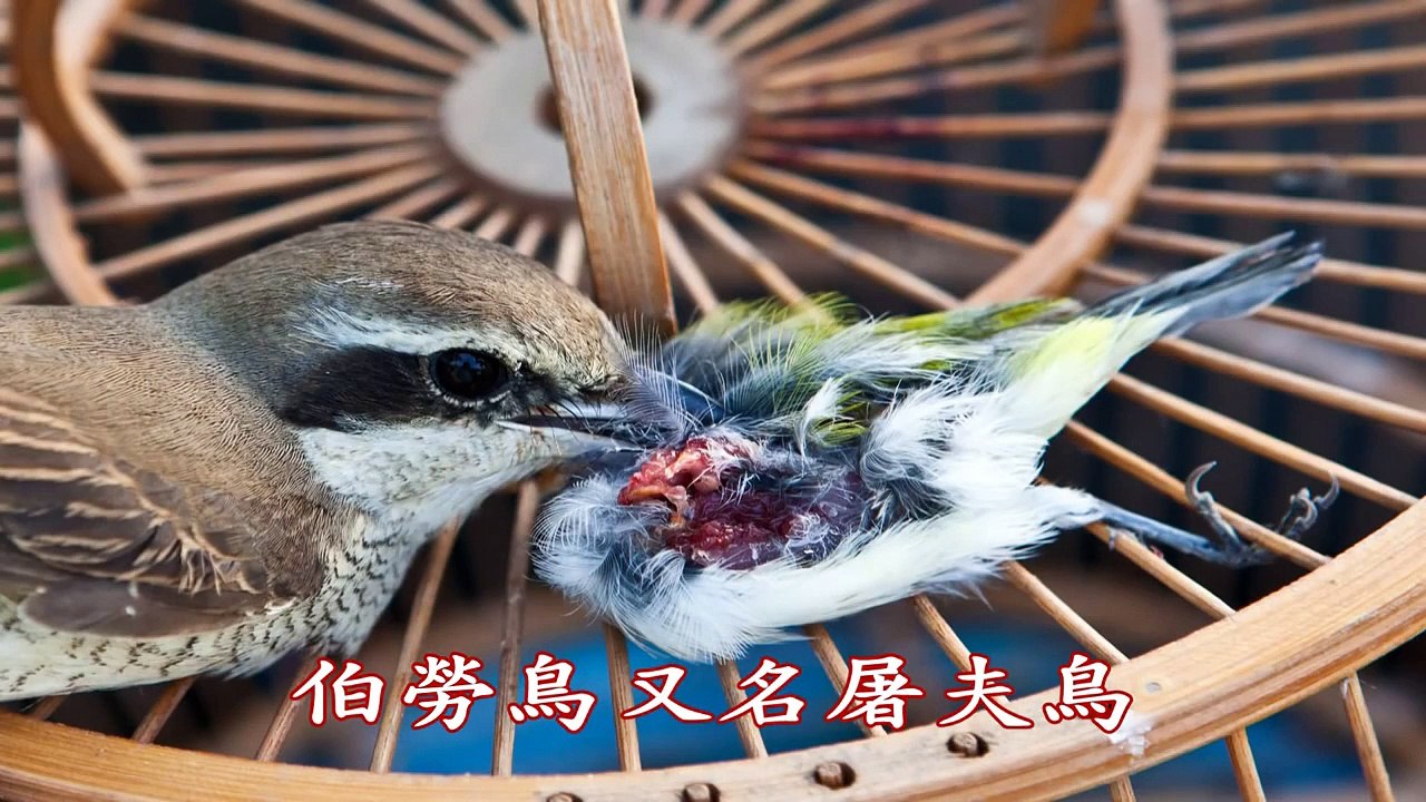 伯勞鳥獵食綠繡眼-尹信徹2011.01.12攝錄