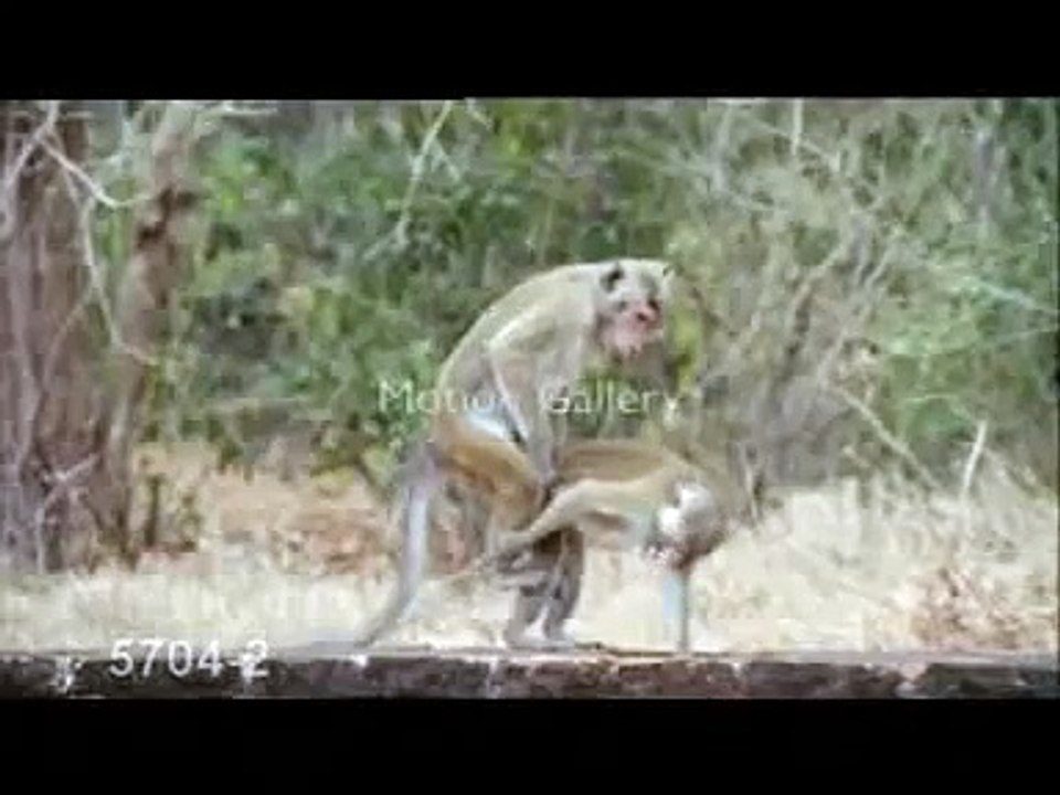 Monkey drinking it's own spunk