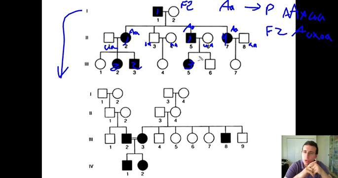 Human Inheritance Patterns (Pedigress & Punnet Squares)
