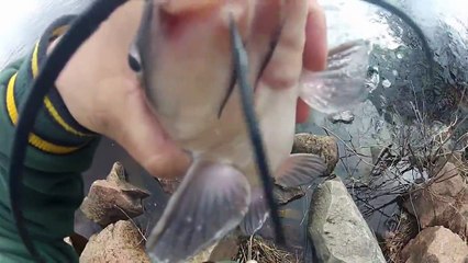 Walleye fishing. HUGE MUSKY CAUGHT!!