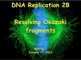 DNA Replication 2B: Okazaki fragments