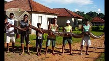 BIGGEST SNAKE EVER ! GIANT SNAKE FOUND - ANACONDA- Python