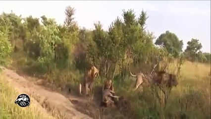 lion attack lion best compilation ever HD