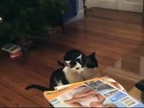 Funny cats - Mavericks meets Bella and Anton