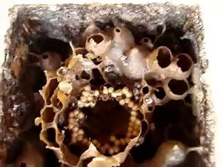 Divisão de Abelhas Manduri Rajada: Guia Completo 🐝