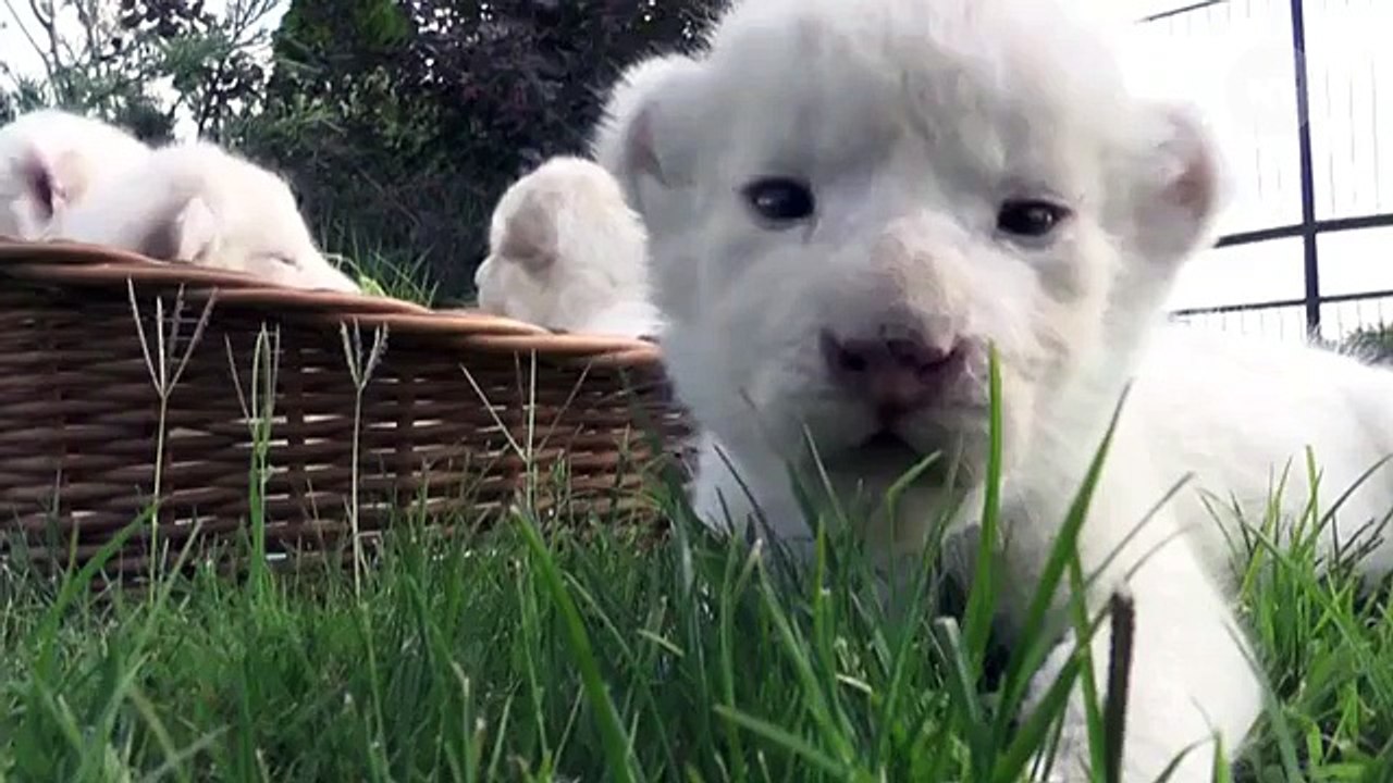 Blue-Eyed Lions Are Rare, Adorable