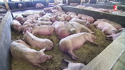 Le casse-tête des éleveurs et des porcs invendus