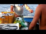 Pescaturismo a Porto Cesareo