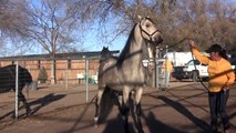 Saddlebred Stallion Pantheon