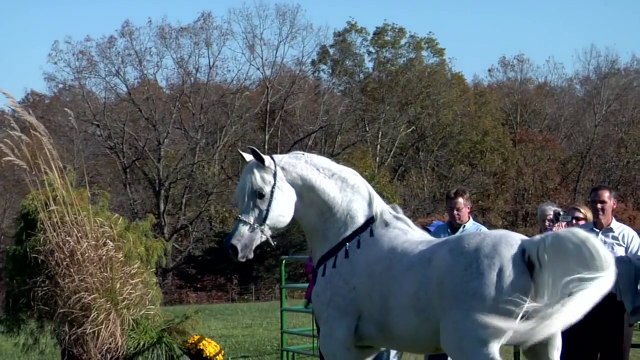 World Champion Hadidi (Norus x Hebet Allah) Grey Straight Egyptian Arabian Stallion | Two Silos Farm