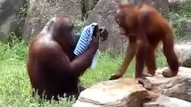 Orangutan Washes Face With Wash Cloth (Evolution)