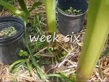 Growing giant corn 1 of 2