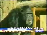 smoking monkey - very funny