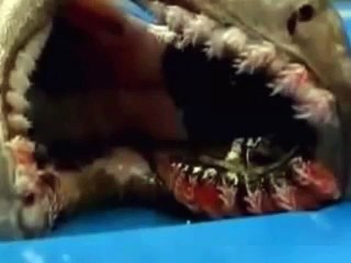 Strange Creatures 2012!! Amazing Video