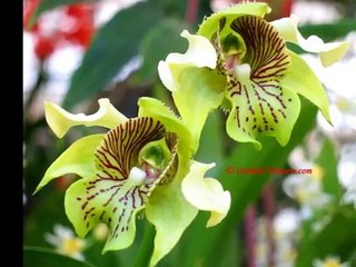 Amazing Nature Creations