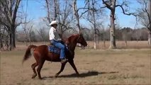 Sorrel 9yr 15H Tennessee Walking Horse mare for sale