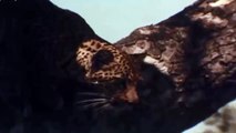 Leopard kills Deer Animals Attack Wildlife Documentary Part 1