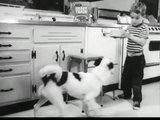 Hundefutter Werbung aus den 60er Jahren