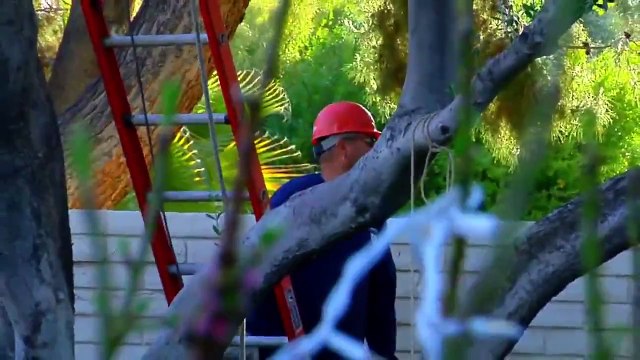 Tree Cutting Services