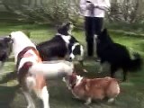 Saint Bernard Kris & Border Collies & Corgi Friends Playing