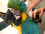Macaws in the Bathroom