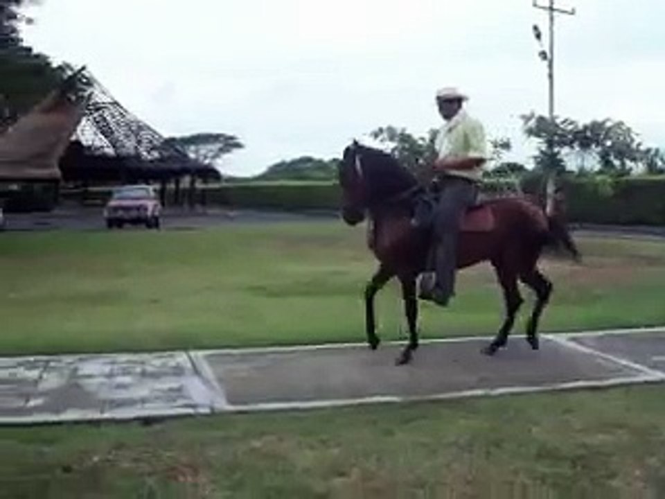 VENTA DE HERMOSOS  PASO FINO EN CALI....CABALLOS...