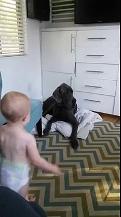 This Baby Shows His Big Great Dane Dog Exactly Who's The Boss - Too Cute!
